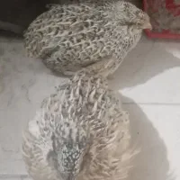 بلدرچین دو عدد نر و ماده