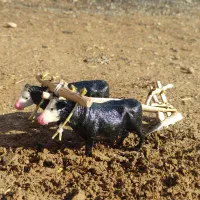 دکوری جفت گا