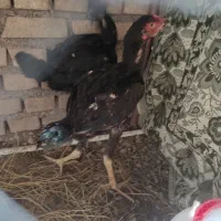 جوجه لاری 3 ماهه مرغ و خروس افغان|حیوانات مزرعه|خان ببین, |دیوار