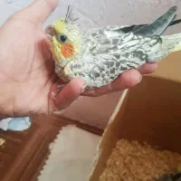 باسلام تعدادی جوجه عروس سرلاکی|پرنده|تربتحیدریه, داروپخش|دیوار