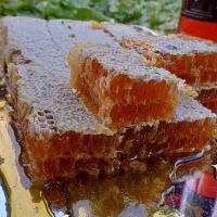 عسل طبیعی بهاره به شرط مرجوعی|خوردنی و آشامیدنی|قیدار, |دیوار