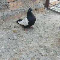 کبوتر|پرنده|فرمهین, |دیوار