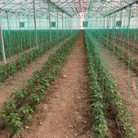 فروش گلخانه ۲ هکتاری در پارس آباد مغان