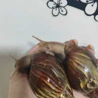 حلزون|خزنده|اهواز, زیتون کارمندی|دیوار