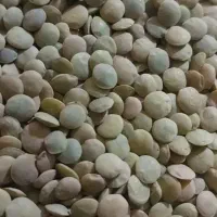 عدس تازه میانه