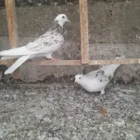 کبوتر پرشی هما سرور