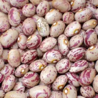 فروش لوبیاچیتی درجه یک