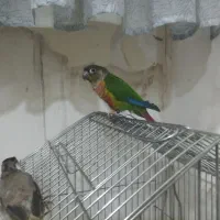 گرینچک اناناسی خوشرنگ وجوان