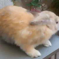 خرگوش ناز|موش و خرگوش|رشت, جانبازان|دیوار