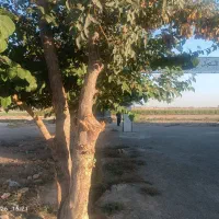 فروش زمین