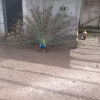 طاووس بالغ|پرنده|کلاچای, |دیوار