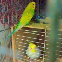 انواع پرنده|پرنده|میبد, |دیوار