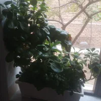 گل وگلدان