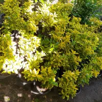 شمشاد طلایی