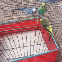 ۳عدد مرغ عشق