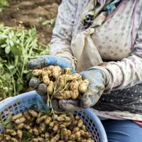 بادام زمینی آستانه /  با پوست / بادام زمینی شمال