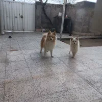 سگ پامر|سگ|سامن, |دیوار