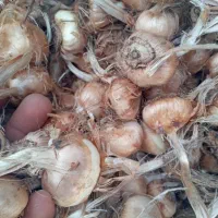 زعفران درجه یک + پیاز زعفران بدون واسطه|عمده‌فروشی|تهران, شهرک غرب|دیوار