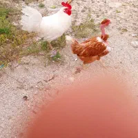 فروش خروس محلی یکدست سفید