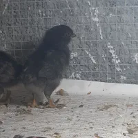 جوجه مرغ گلین  پاپر چهل تاج