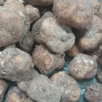 قارچ کوهی فروش،تازه