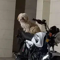 شیتزو تریر|سگ|تهران, سیروس|دیوار