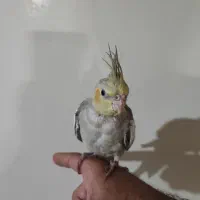 فروش ۲ عدد جوجه عروس هلندی