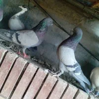 سبز ملقی ماده.