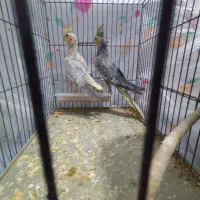 عروس هلندی گل باقالی