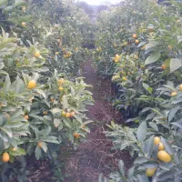 کامکوات|خدمات باغبانی و درختکاری|قائم‌شهر, |دیوار