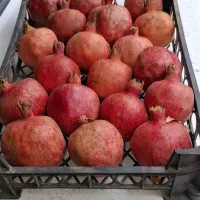 انار بازاری قرمز و آبدار|حراج|طرهان, |دیوار