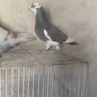 کفتر