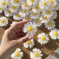 شمع بابونه