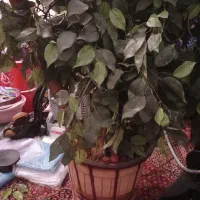 درخت میوه مصنوعی مخصوص پاسیون|گل و گیاه طبیعی|شیراز, مسلم|دیوار