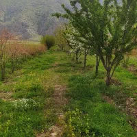 باغ|فروش خانه و ویلا|کامیاران, |دیوار