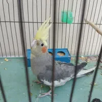 عروس هلندی نر|پرنده|تهران, بهجتآباد|دیوار