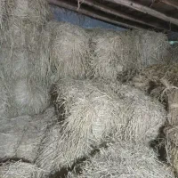 سرچینا|لوازم جانبی حیوانات|رشت, حومه رشت|دیوار