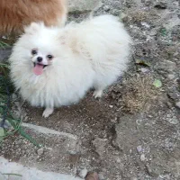 دوسرخرسی|سگ|رشت, لاکان|دیوار