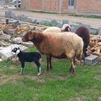 ‌بره نر و ماده قربانی