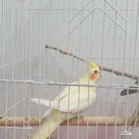 دو جفت عروس هلندی و پاریس|پرنده|سوسنگرد, |دیوار