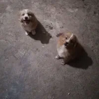 اشپیتز پامرین