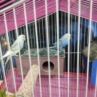 یه جفت مرغ عشق