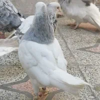 کفتر طوق آبی بردار سرور دم سفید شمعک تخت|پرنده|شیراز, سعدیه جنوبی|دیوار