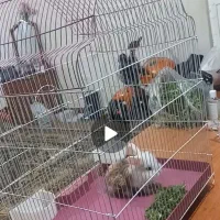 واگذاری خرگوش ریگان|موش و خرگوش|تبریز, |دیوار