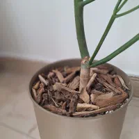 اِفوربیا تیروکالی|گل و گیاه طبیعی|تهران, سردارجنگل|دیوار