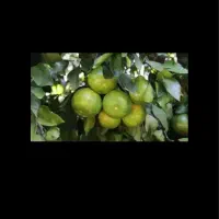خریدار نارنگی وپرتغال چه یک درخت چه بیشتر