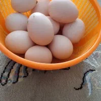 تخم مرغ نطفه دار