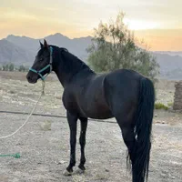 اسب