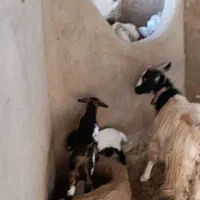 6راس بز و چپش بز|حیوانات مزرعه|جعفرآباد, |دیوار