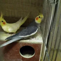 عروس هلندی مولد جوجه داده|پرنده|تهران, هاشمی|دیوار